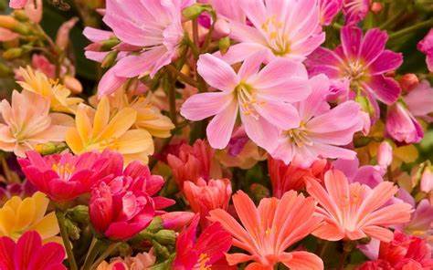 Rainbow Mix Succulent - Lewisia Cotyledon Plant - 1 quart pot