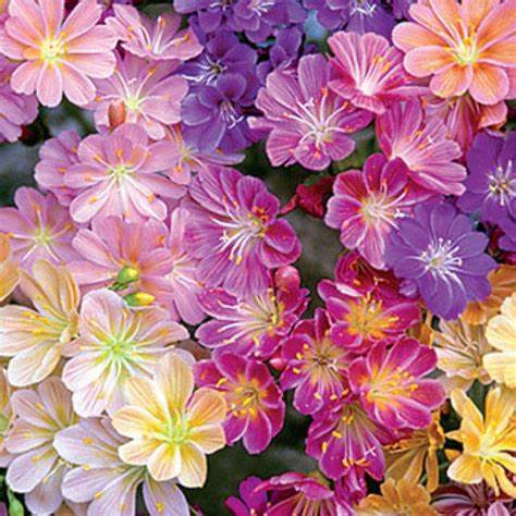 Rainbow Mix Succulent - Lewisia Cotyledon Plant - 1 quart pot