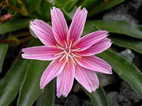 Little Plum Bitterroot - Lewisia Longipetala Succulent Plant - 1 quart pot