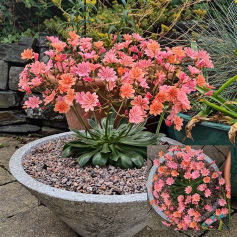Little Plum Bitterroot - Lewisia Longipetala Succulent Plant - 1 quart pot