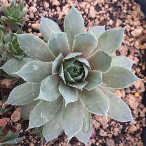 Silverine Succulent - Hens & Chicks Houseleek Sempervivum Plant - 4 inch pot