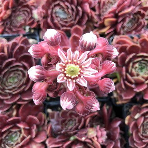 Sempervivum 'Rubikon' Hens & Chicks, 4" Pot Live Plant
