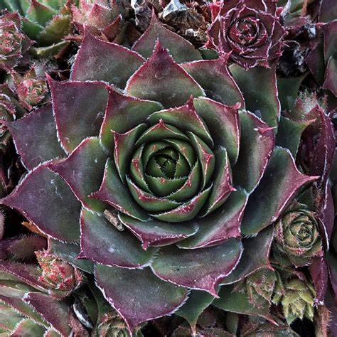 Glowing Embers Succulent Hens & ChicksHouseleek Sempervivum Plant - 4 inch pot