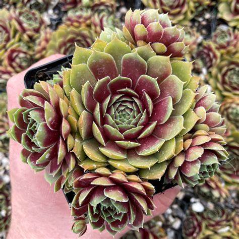 Round Midnight Succulent - Hen & Chicks Houseleek Sempervivum Plant - 4 inch pot