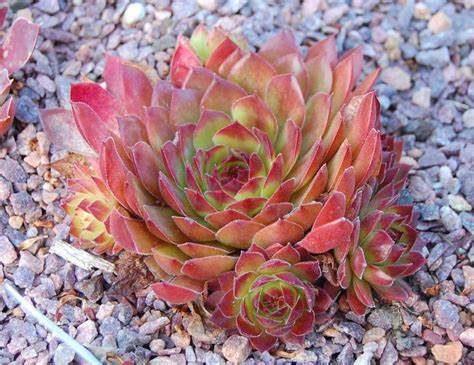 Round Midnight Succulent - Hen & Chicks Houseleek Sempervivum Plant - 4 inch pot