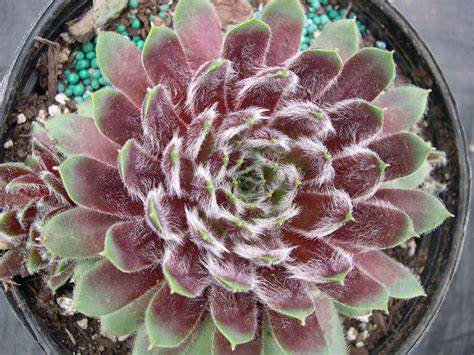 Ginnie's Delight Succulent Hen & Chicks Sempervivum Plant - 4 inch pot