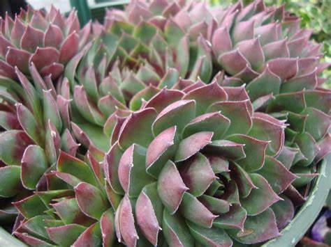 Sempervivum 'Silver King' Hens & Chicks, 4" Pot Live Plant