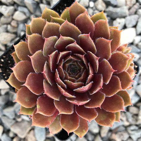 Rojin Succulent Hen & Chicks Sempervivum Plant - 4 inch pot