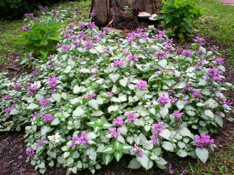 The Silver Dead Nettle is a tough but attractive perennial groundcover, to humans and the bees. Silvery-white leaves with lavender-pink flowers will fill out those shady spots with its quick spreading growth.