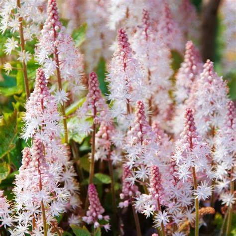 Pink Skyrocket Foamflower Tiarella Plant - 1 quart pot