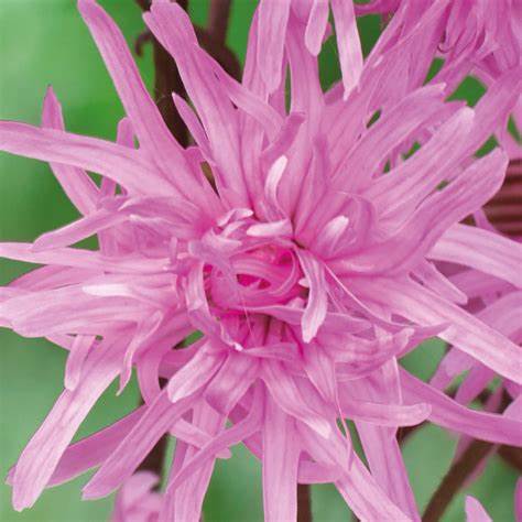 Petite Jenny Plant - Ragged Robin Plant - Lychnis Flos-Cuculi- 1 quart pot