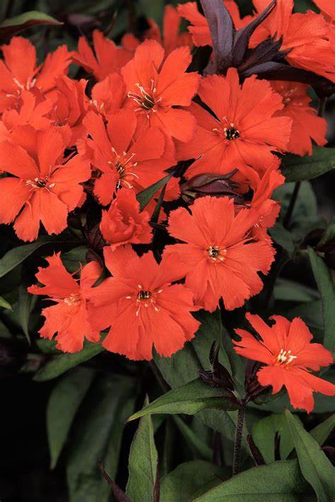Lipstick Lychnis Flowering Plant - 1 quart pot
