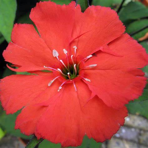 Lipstick Lychnis Flowering Plant - 1 quart pot