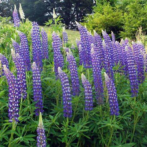 Blacksmith Lupine - Purple Lupinus Polyphyllus Plant by Westcountry™ - 2 gallon pot