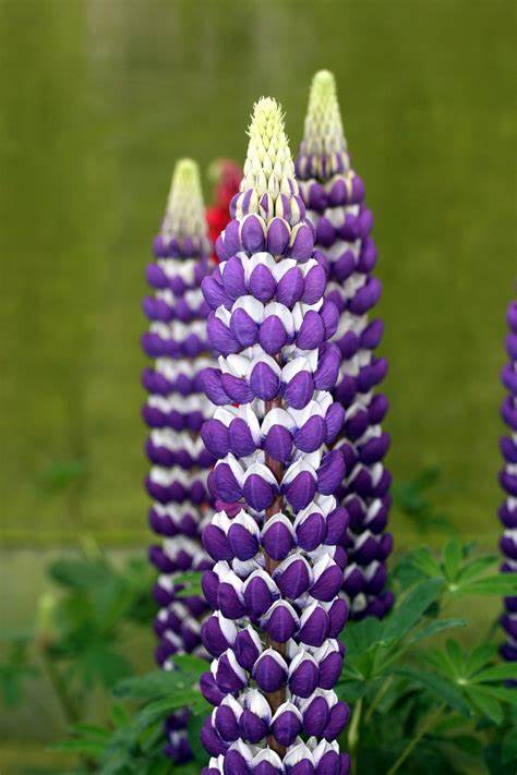Blacksmith Lupine - Purple Lupinus Polyphyllus Plant by Westcountry™ - 2 gallon pot
