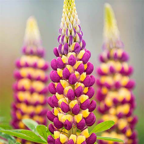 Manhattan Lights Lupine - Bicolor Lupine Plant by Westcountry™ - 2 gallon pot