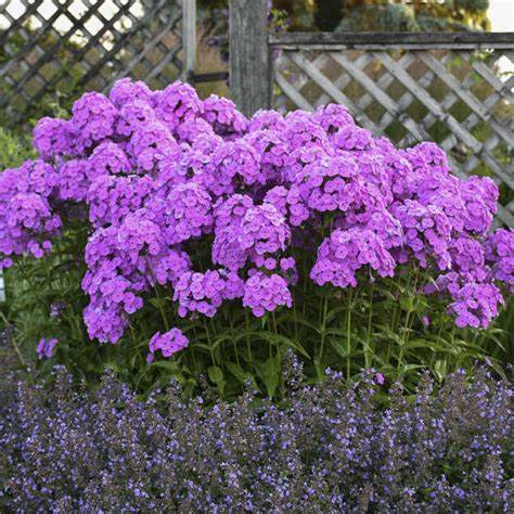 Fashionably Early Flamingo Garden Phlox Plant - 1 gallon pot