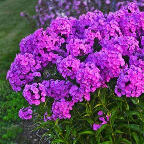 Fashionably Early Flamingo Garden Phlox Plant - 1 gallon pot