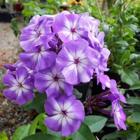 Laura Garden Phlox Flowering Plant - 1 gallon pot