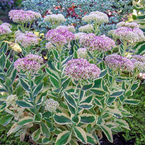Sedum 'Autumn Charm' Variegated Sedum, 1 Gallon Pot Live Plant