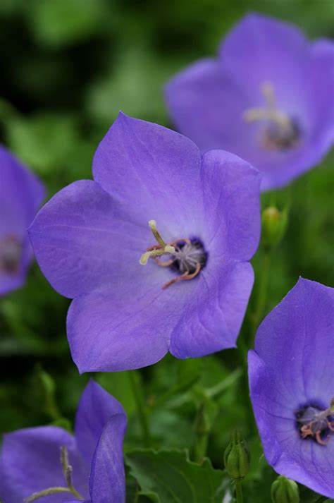 Rapido Blue Bellflower - Campanula Carpatica Plant - 4" pot