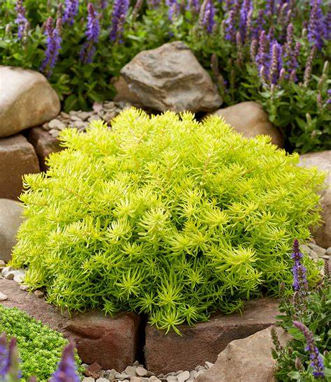 Angelina's Teacup Stonecrop Sedum Succulent Plant by Sunsparkler® - 4" Pot