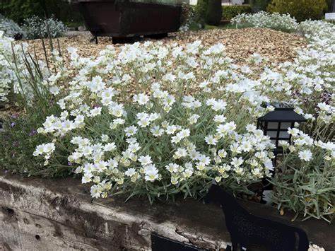 Snow in Summer Chickweed - Mouse Ear Cerastium Plant - 4" pot