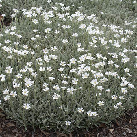 Snow in Summer Chickweed - Mouse Ear Cerastium Plant - 4" pot