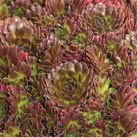 Coral Red Succulent - Hens & Chicks Sempervivum Plant by Colorockz® - 4 inch pot