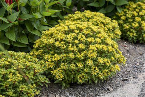 Bright Idea Succulent - Stonecrop Sedum Plant by Rock 'N Round® - 1 quart pot