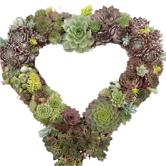 This older heart shaped wreath shows an example of what your wreath will look like when the weather warms and the succulents come out of dormancy. Note the bright colors and the growth of the plants. Once the Hens start putting out chicks, they can be harvested to plant elsewhere or to give as gifts.