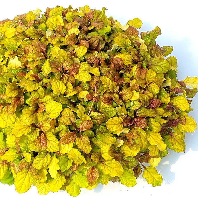 Parrot Paradise Ajuga Bugleweed Plant by Feathered Friends™ - 4 inch pot