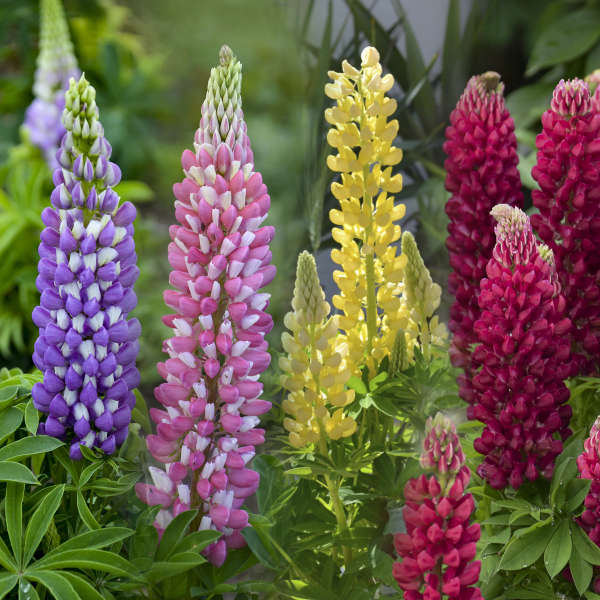 Stalks of assorted colored Lupine flowers. Hybridized from Lupines native to North America and now enjoyed for almost a century, these pollinator friendly flowers can be deadheaded for repeat blooms. Deadhead and bring flowers inside to brighten the indoors.