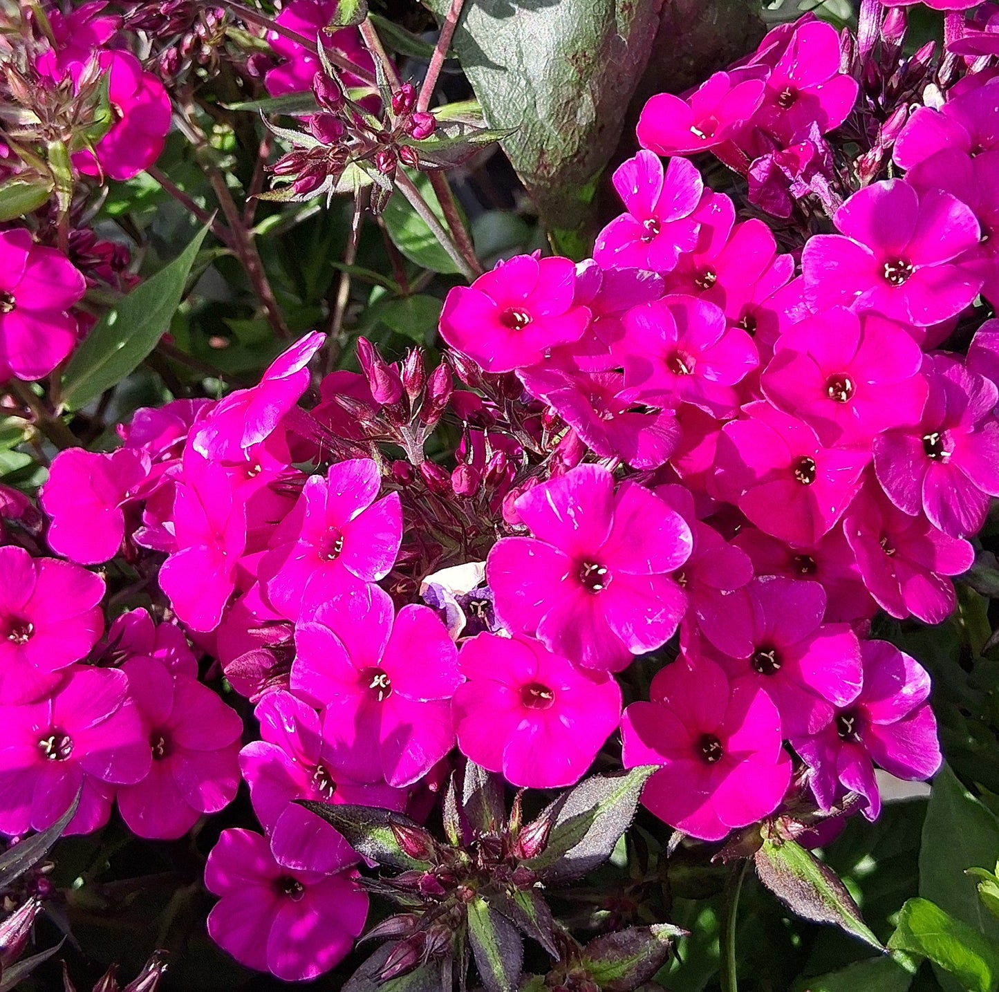 Flame™ Pink Garden Phlox Flowering Plant - 1 gallon pot