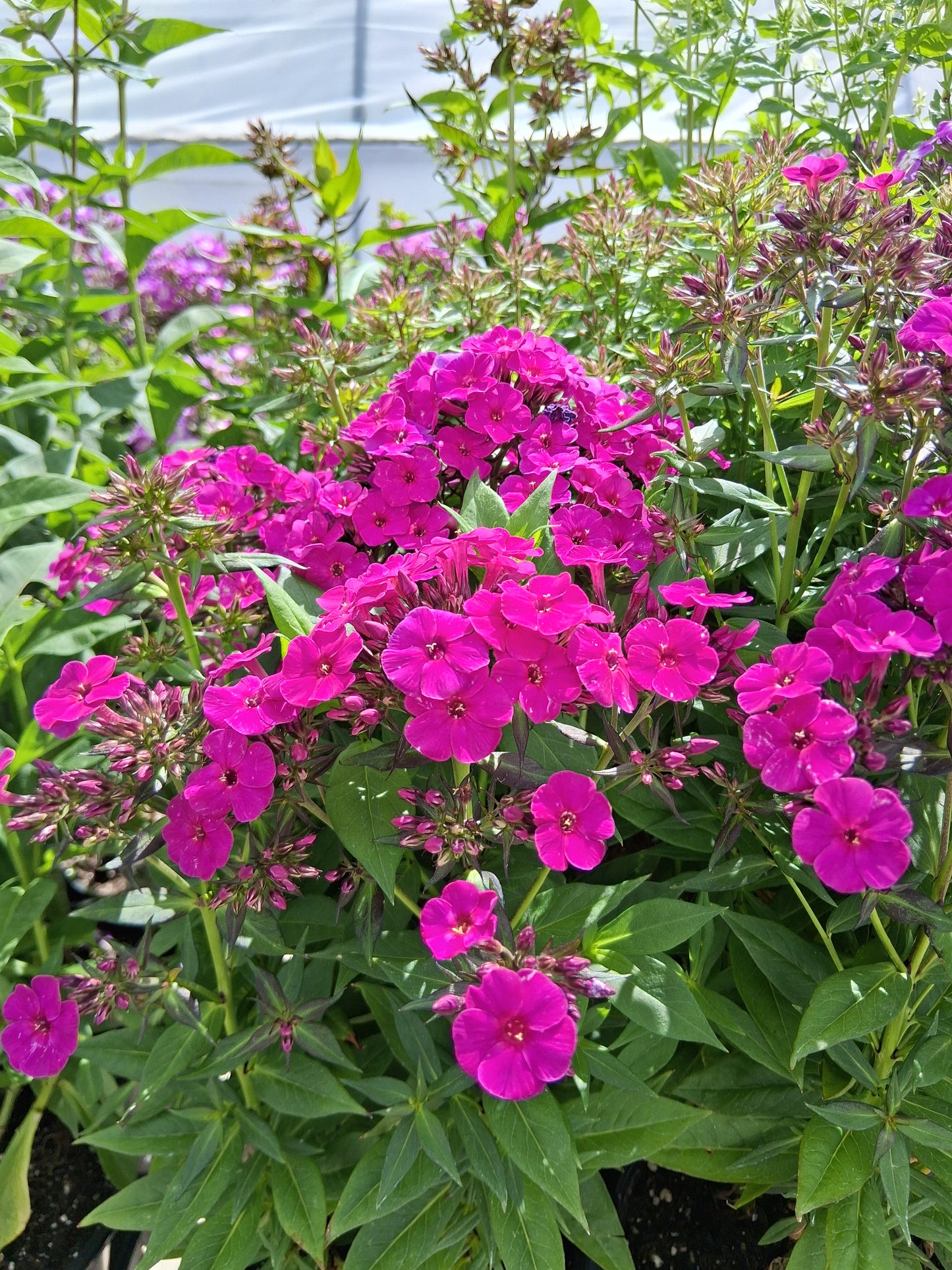 Flame™ Pink Garden Phlox Flowering Plant - 1 gallon pot