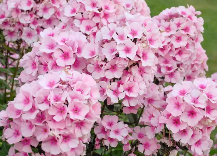 Bright Eyes Garden Phlox Flowering Plant - 1 gallon pot