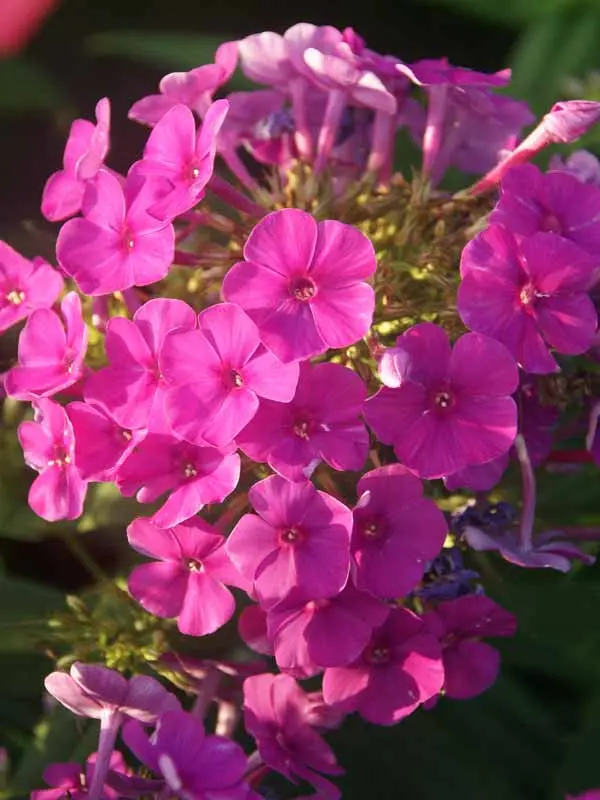 Flame™ Pink Garden Phlox Flowering Plant - 1 gallon pot