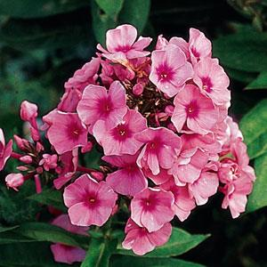 Light Pink Garden Phlox from the Flame® Collection - Phlox Paniculata Flowering Plant - 1 gallon pot