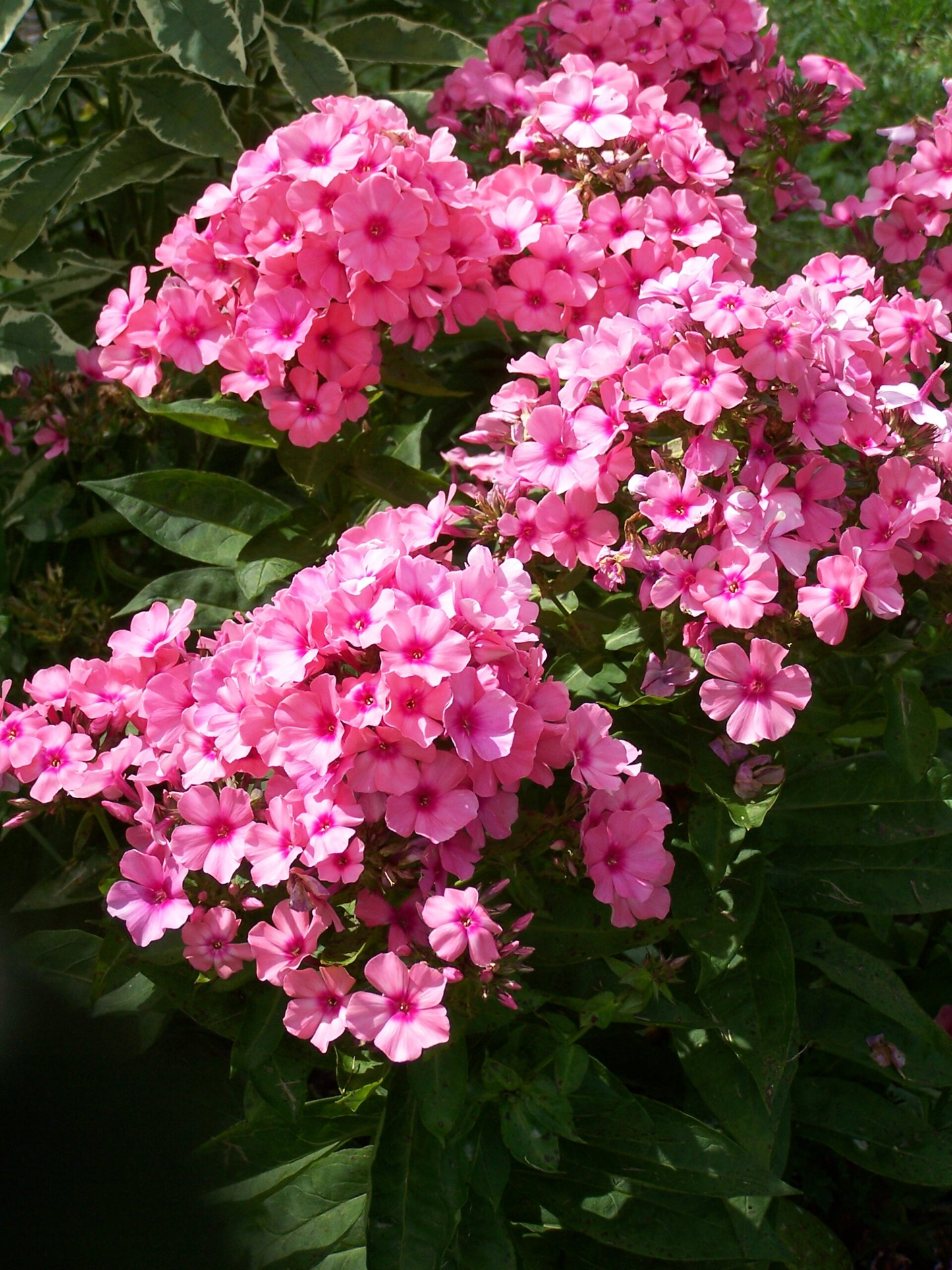 Light Pink Garden Phlox from the Flame® Collection - Phlox Paniculata Flowering Plant - 1 gallon pot
