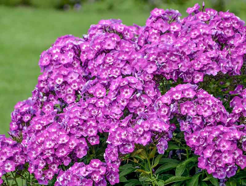Laura Garden Phlox Flowering Plant - 1 gallon pot