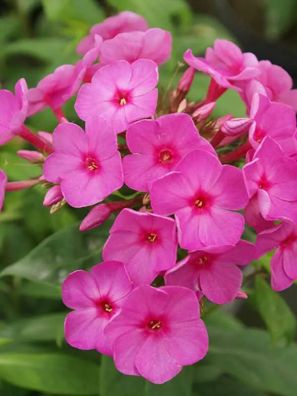 Flame™ Pink Garden Phlox Flowering Plant - 1 gallon pot