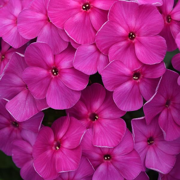 Known as the Garden Phlox these fuchsia colored flowers attracts bees, butterflies,and hummingbirds but are Rabbit Resistant. They bloom from late spring to late summer.