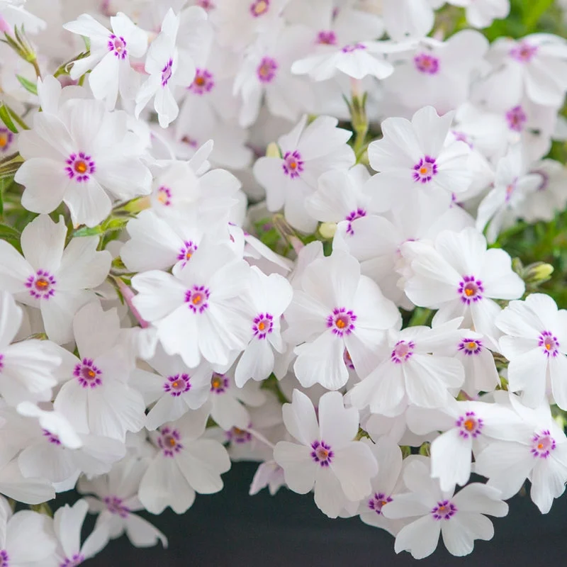 Amazing Grace Creeping Phlox - Phlox Subulata - 1 gallon pot