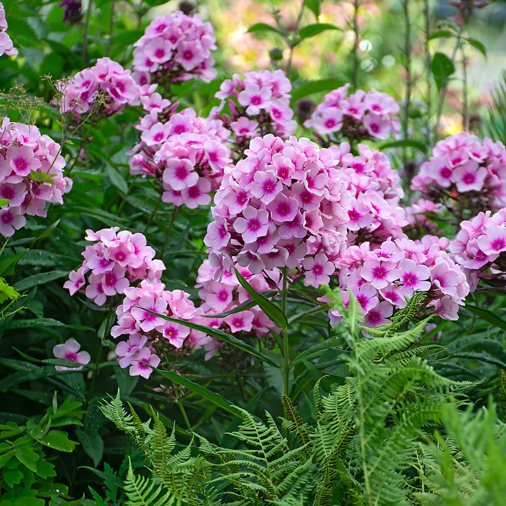 Bright Eyes Garden Phlox Flowering Plant - 1 gallon pot