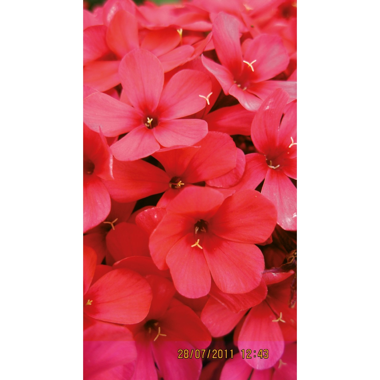Early Red™ Garden Phlox Flowering Plant - 1 gallon pot