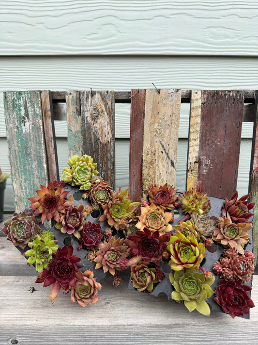 36 Assorted Mini Succulent Plants (3 Dozen) - Hand Selected Live Succulents