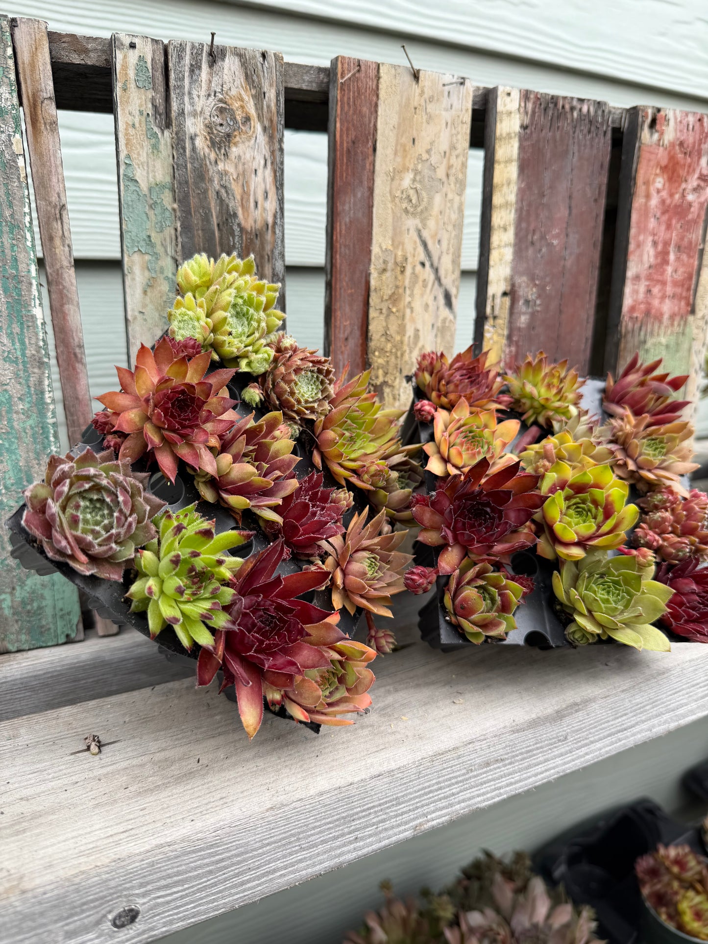 36 Assorted Mini Succulent Plants (3 Dozen) - Hand Selected Live Succulents