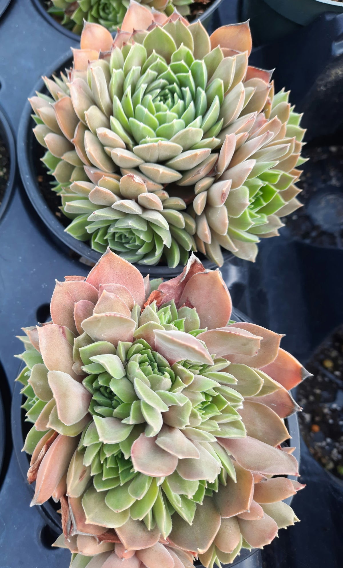 Ineke Sempervivum Hens & Chicks Succulent - 4" pot
