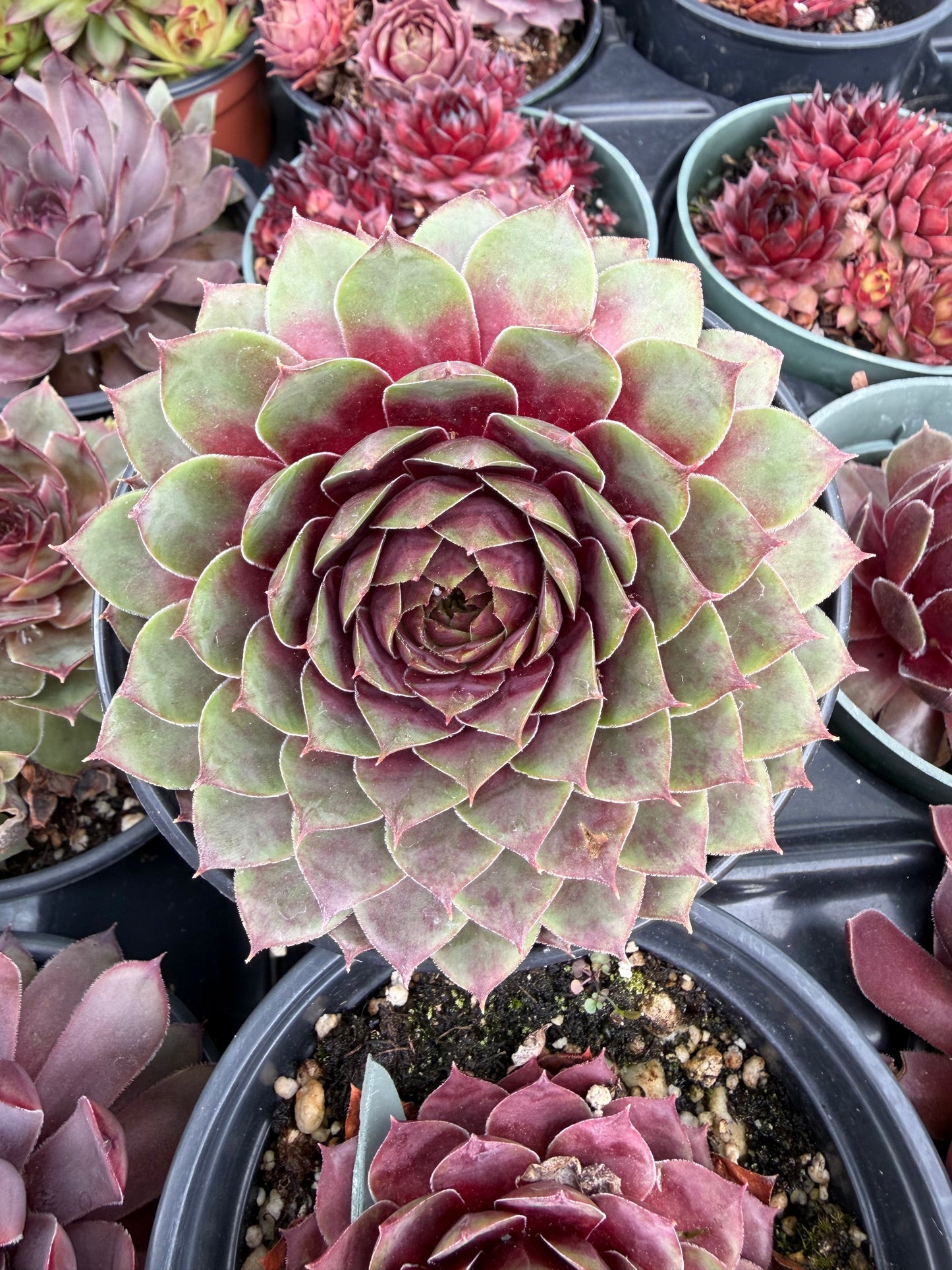 Cold Hardy Succulents 6-Pack Assorted Hen and Chicks plants (Growers Choice) - 4" pots