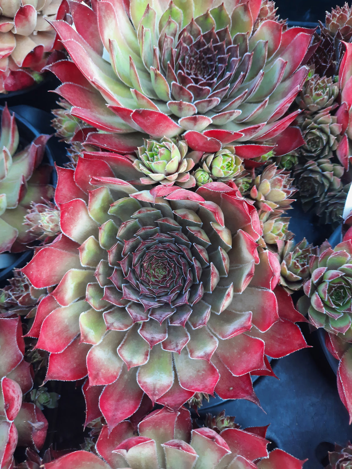 Hordubal Sempervivum Hens & Chicks Succulent - 4 Inch Pot